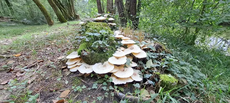 Initiation à la découverte des champignons