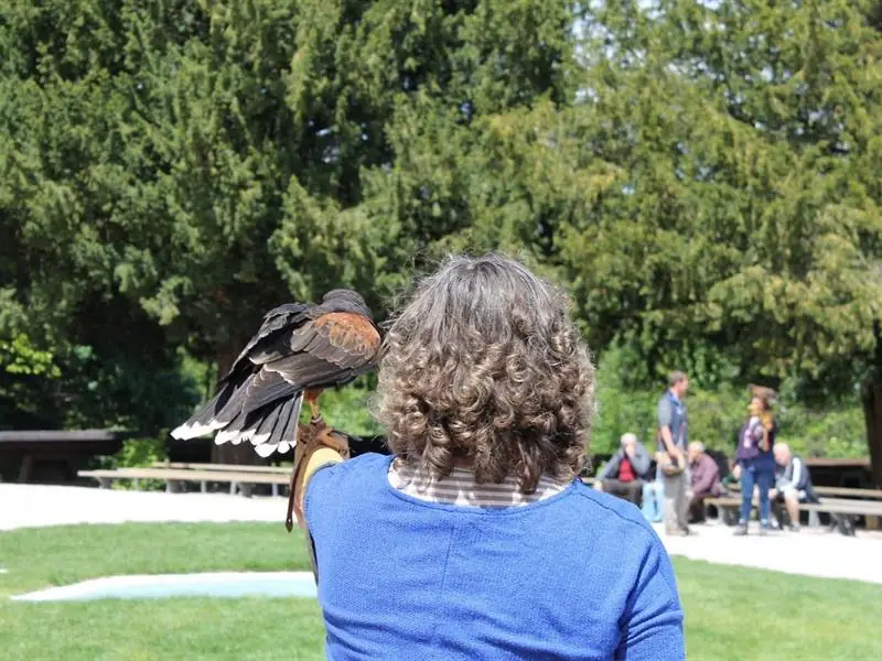 Halloween à la Volerie des aigles
