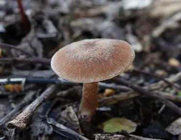 Rendez-vous nature : Les champignons