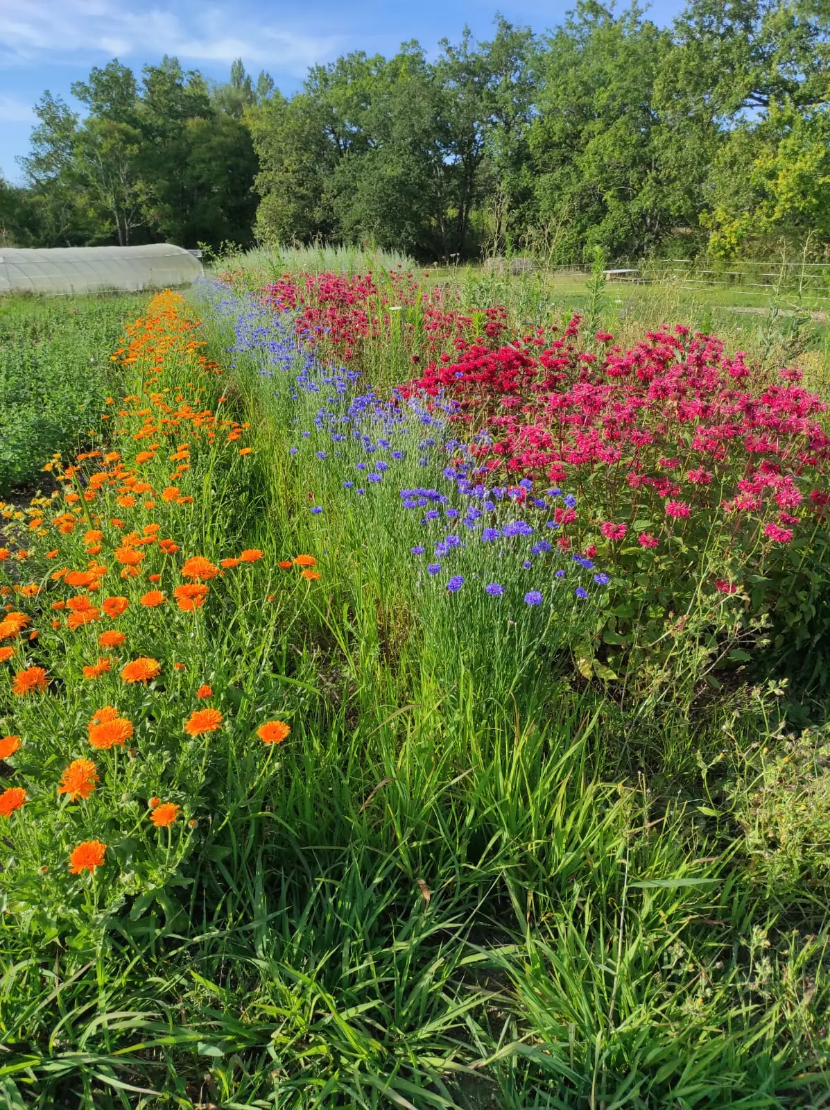 Visite de la ferme bio Néoherba