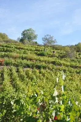 Domaine Durand