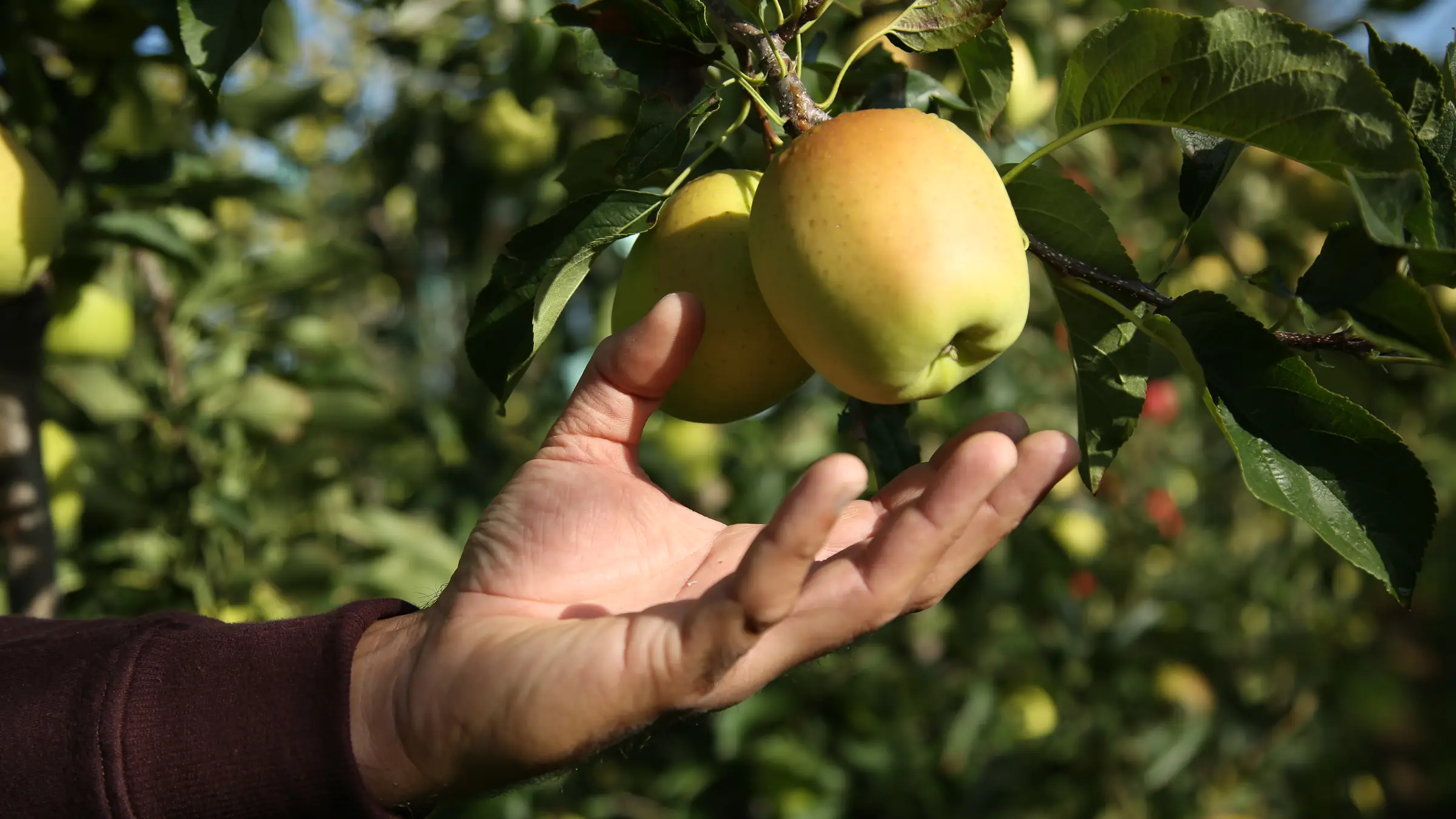 Route de la Pomme du Limousin - Visite verger 2026