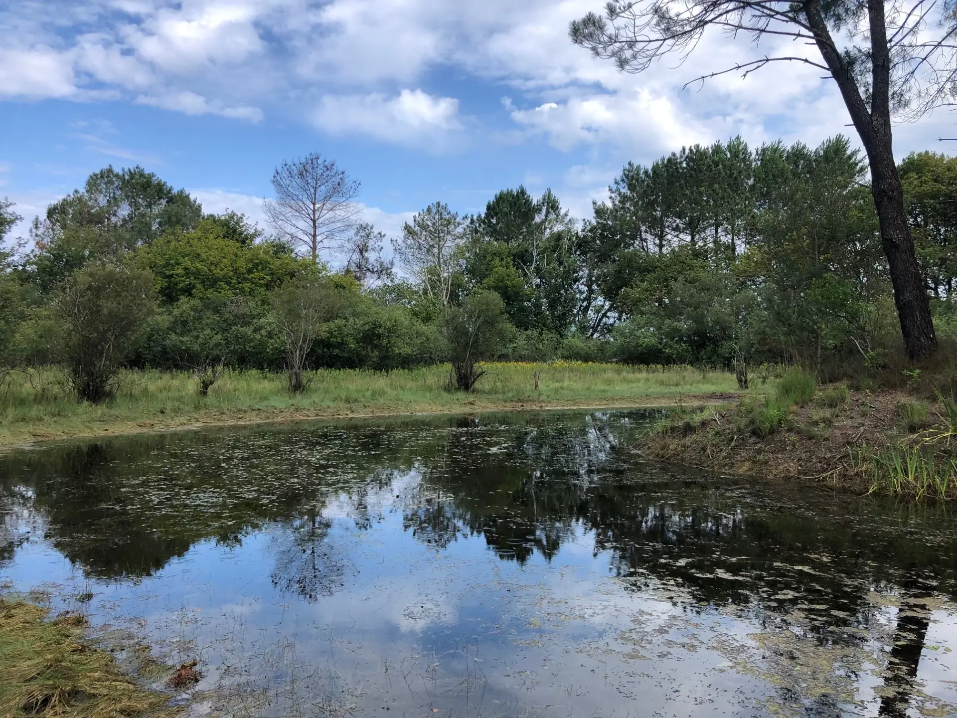 Balade nature - Été sur la lagune
