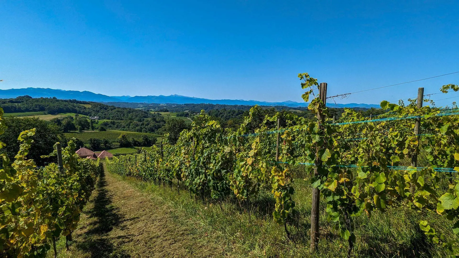 Balade vigneronne : Le Dôme