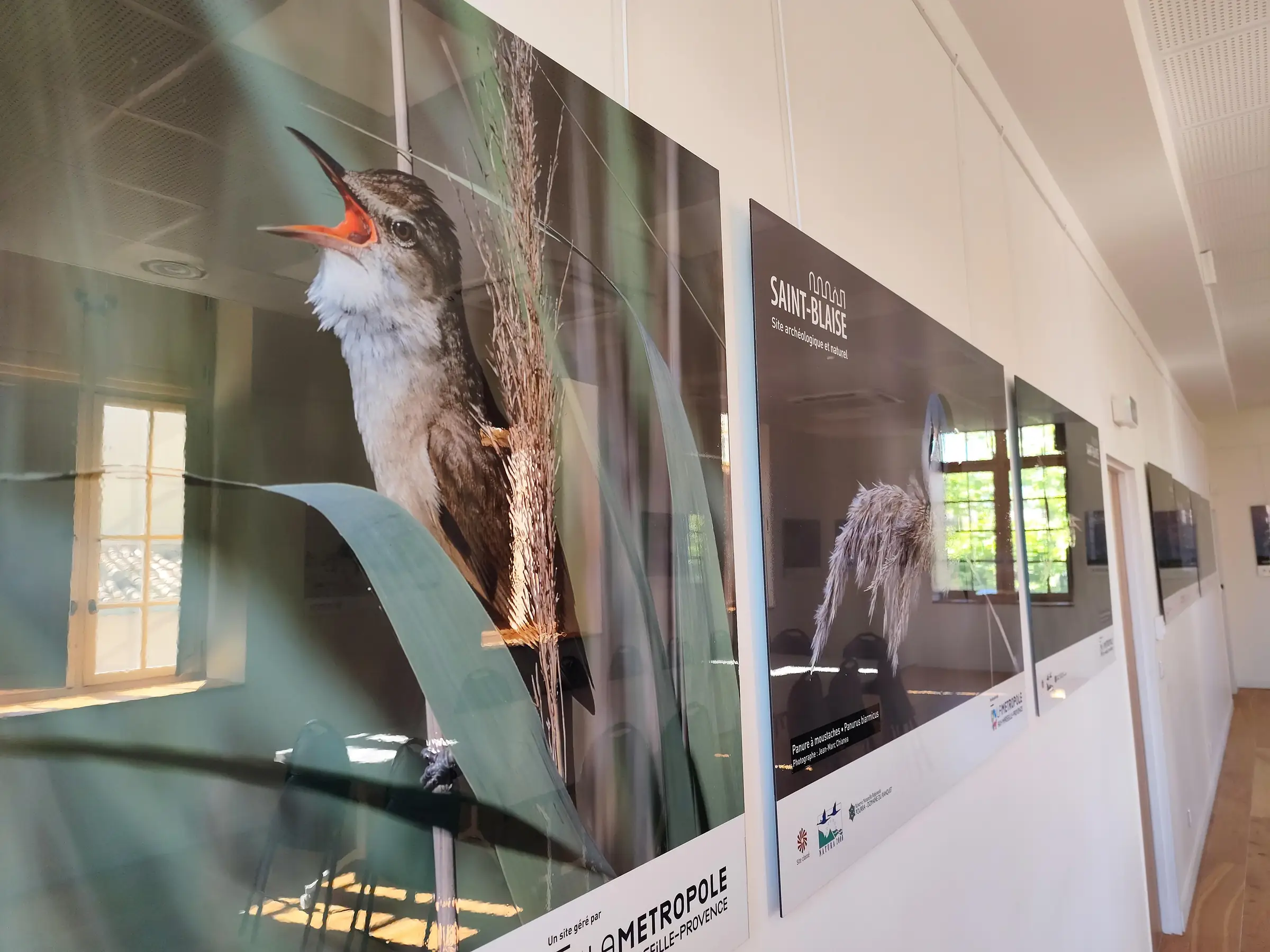 Exposition : biodiversité, regards croisés sur la faune et la flore locale