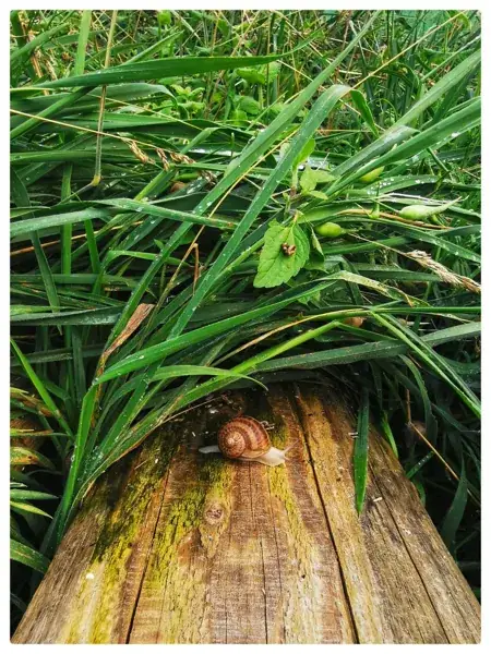 Les escargots de l'Alzou