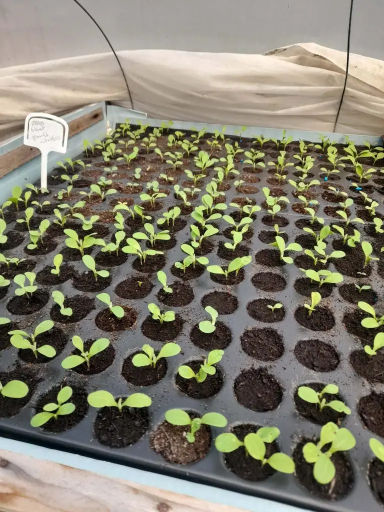 Atelier : Récolter et semer ses graines de légumes et fleurs
