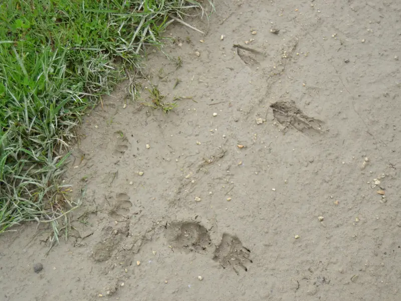 Sur les traces des Animaux à Terres d'Oiseaux