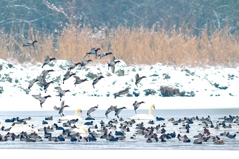 A la découverte des oiseaux d'eau hivernants