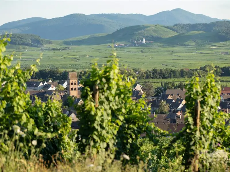 Découverte de la vigne et du vin