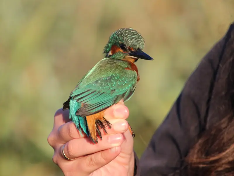 Bague à la patte à Terres d'Oiseaux