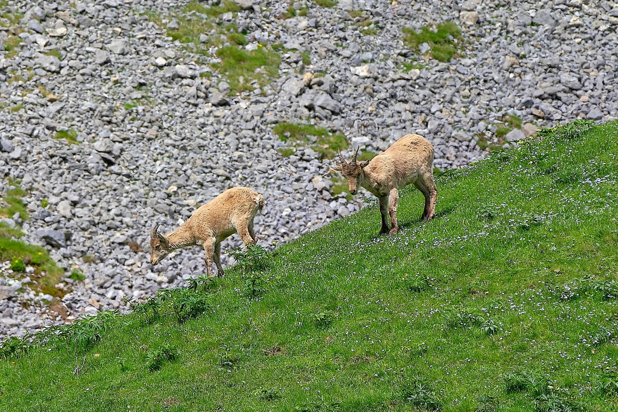 Sur les traces des bouquetins