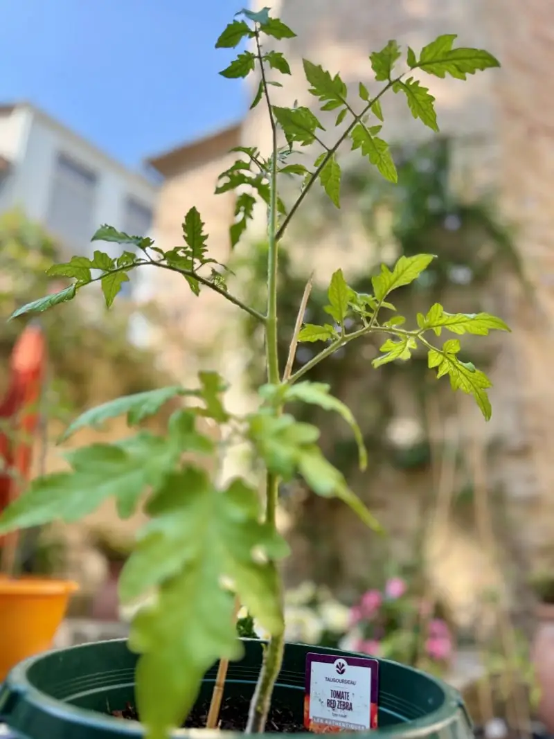 Exposition "50 nuances de tomates"