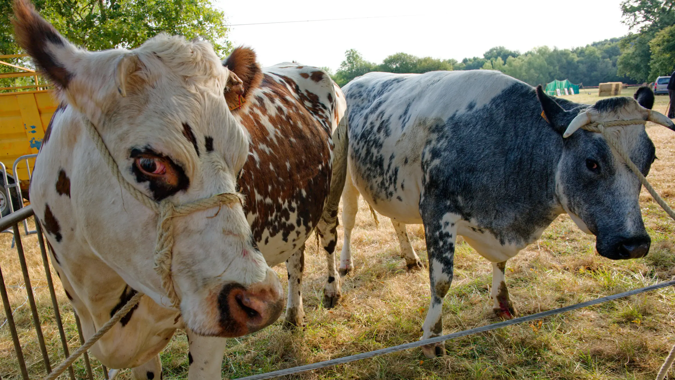 Comice agricole