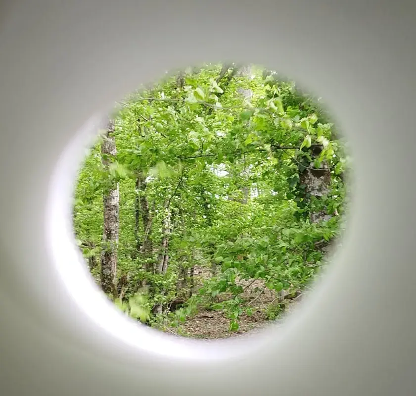 Séance de sylvothérapie : vivez votre 1er bain de forêt