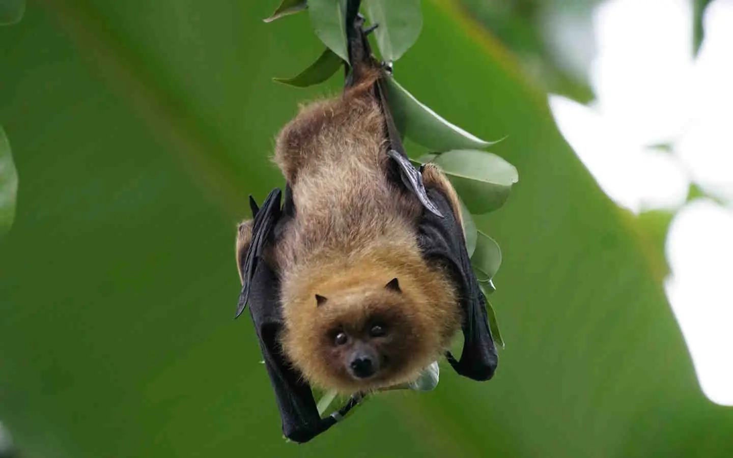 Soirée chauve-souris avec Mendi Gaiak
