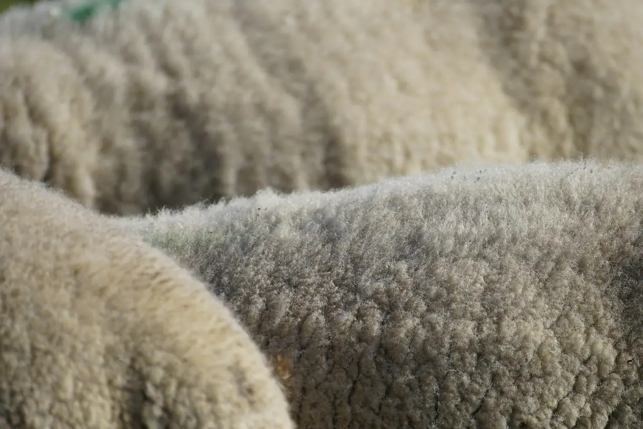 Matinée à la ferme Les P'tites Mains pour Demain
