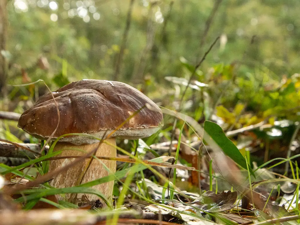 Initiation à la cueillette des champignons