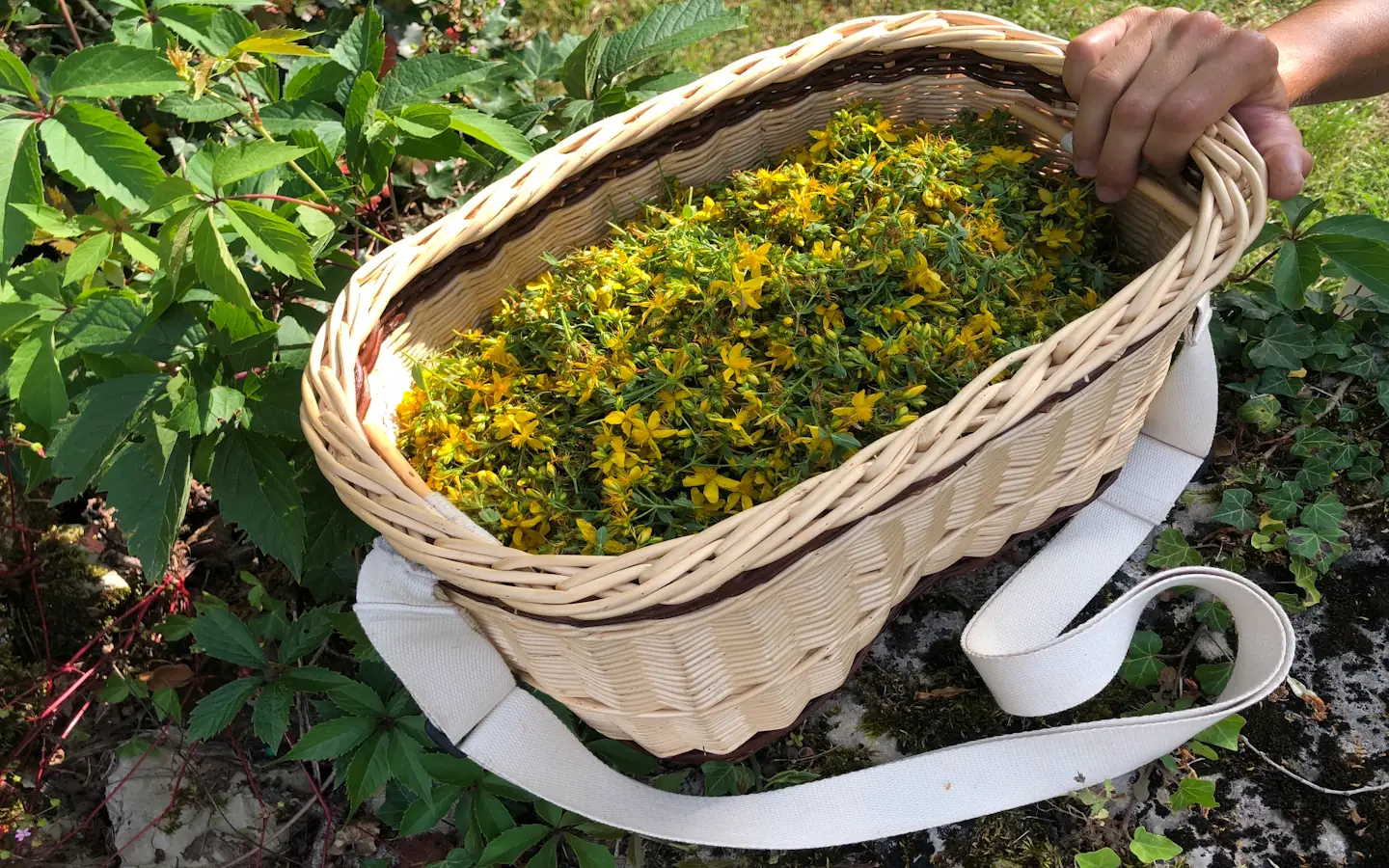 Visite de la Ferme Kimuak : entre plantes sauvages, culture bio et théiers