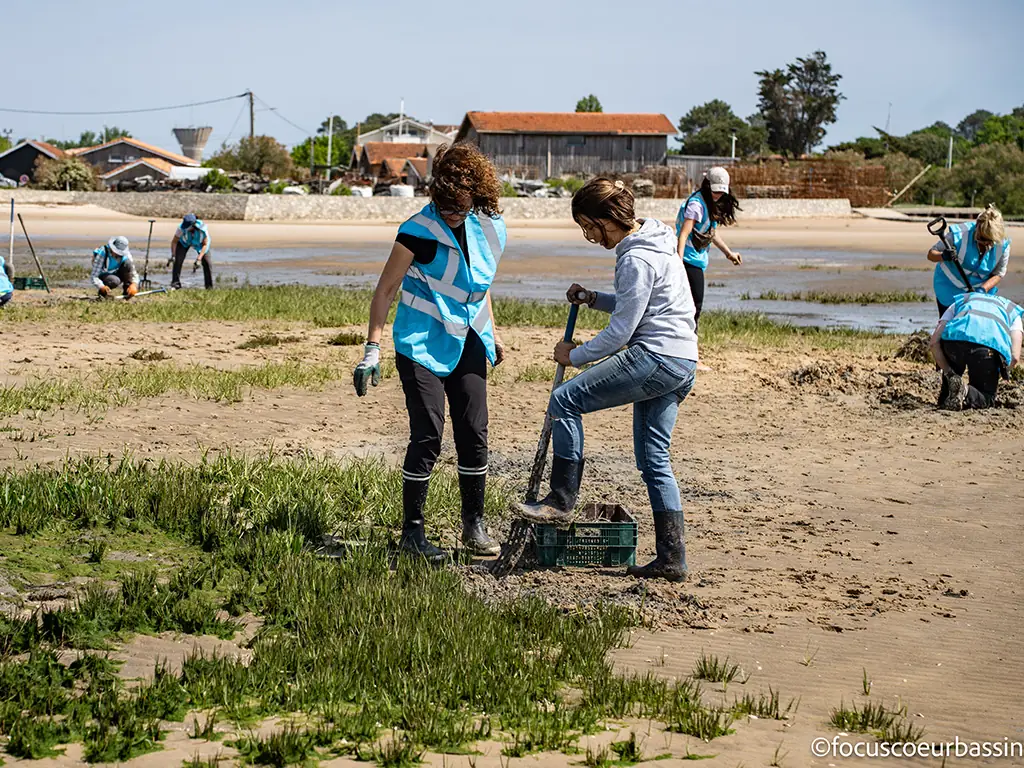 Chantier participatif : arrachage de la spartine anglaise