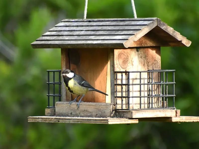 Construction d'une mangeoire à oiseaux  à Terres d'oiseaux