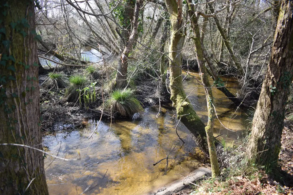 Randonnée commentée  «Histoires de forêt et d’eau»