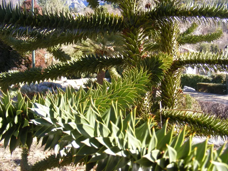VILLAGE ARBORETUM