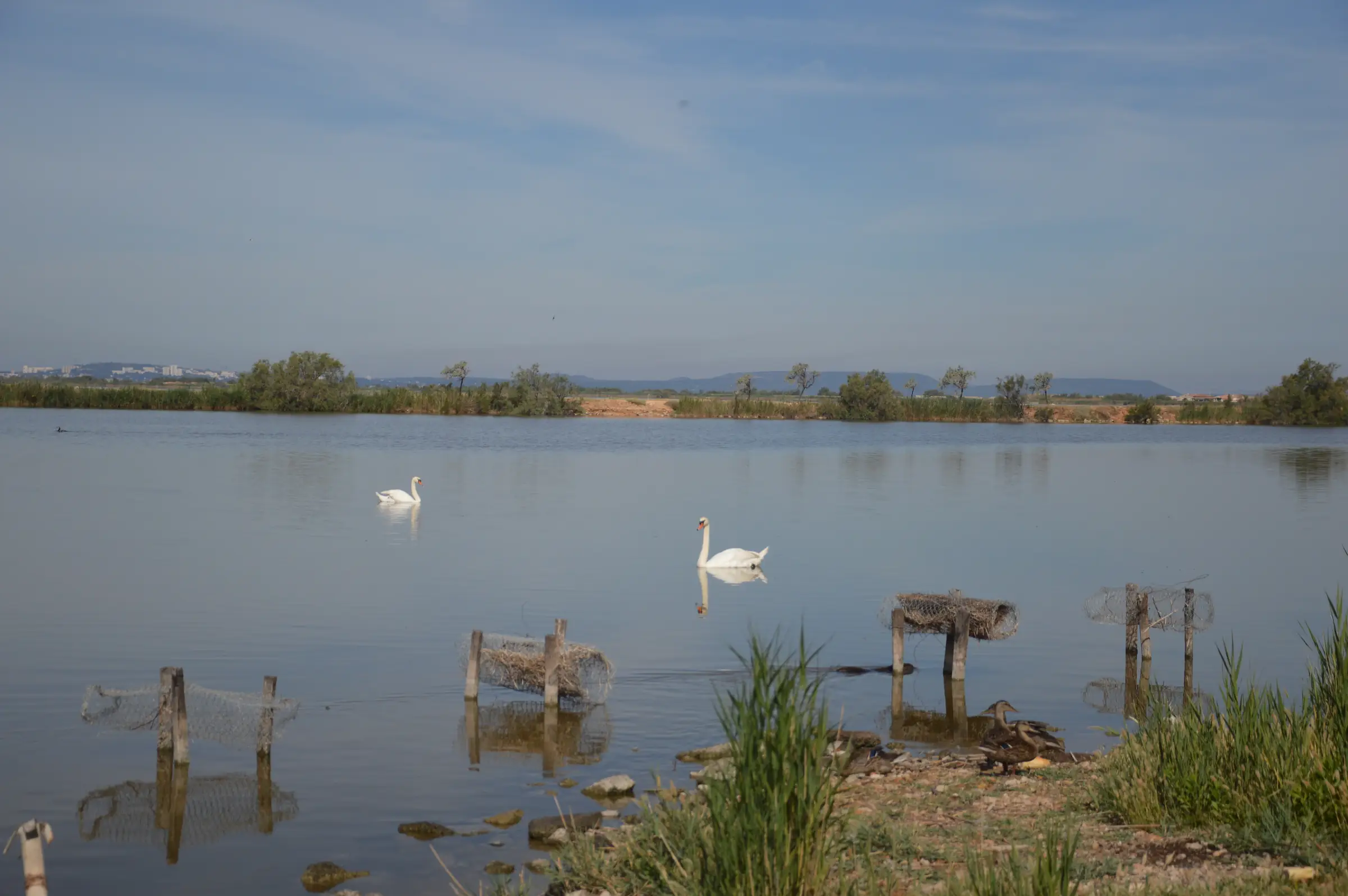 Pavillon cynégétique - Cabane camarguaise