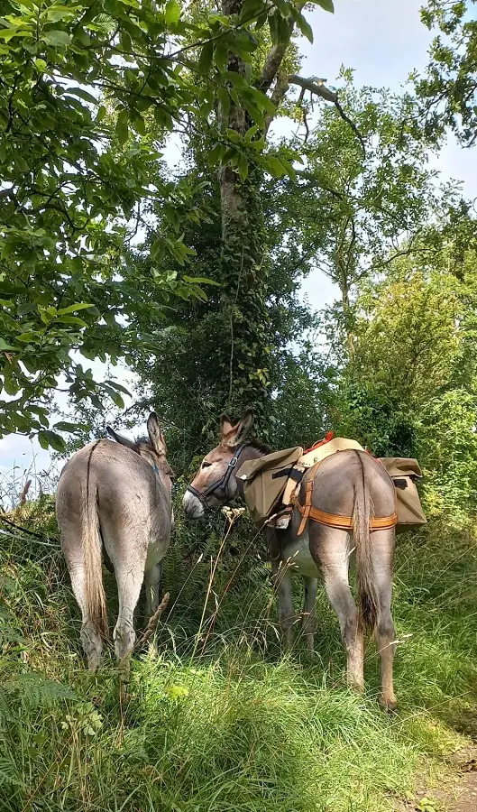 Journée rando-âne au cœur du Bocage : patrimoine et saveurs du terroir