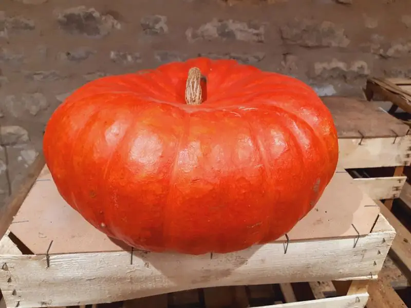 Fête des légumes