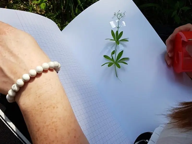 Sortie découverte des plantes sauvages
