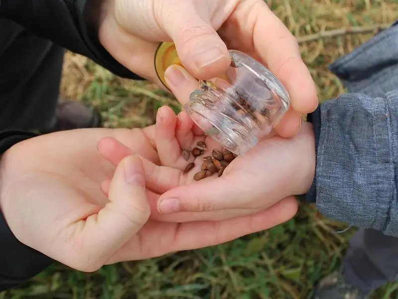 Atelier : création d'un jardin médicinal