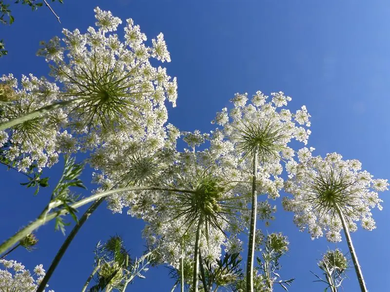 Sortie rando-naturo, à la découverte des plantes