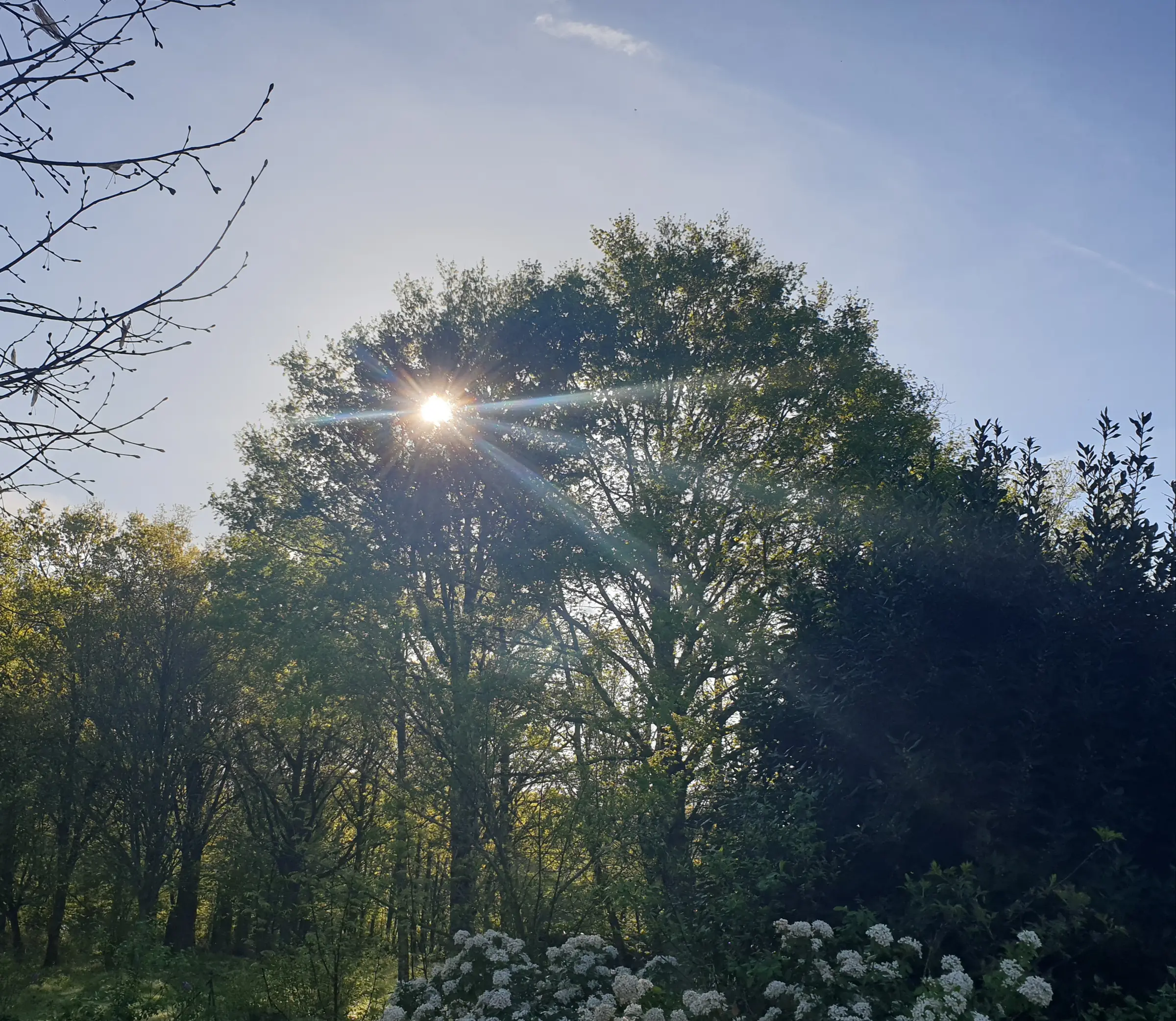 Séance de sylvothérapie : vivez votre 1er bain de forêt