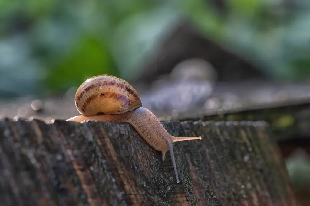 Visite commentée – Elevage d'escargots bio