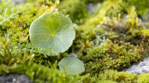 Tours de Merle - Balade gourmande: A la découverte des plantes sauvages comestibles