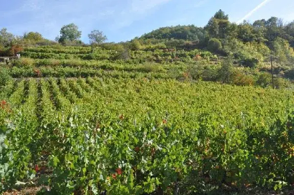Domaine Durand