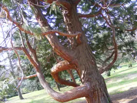 VILLAGE ARBORETUM