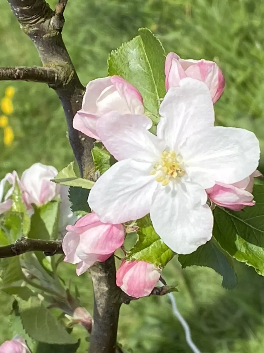 Pomage
