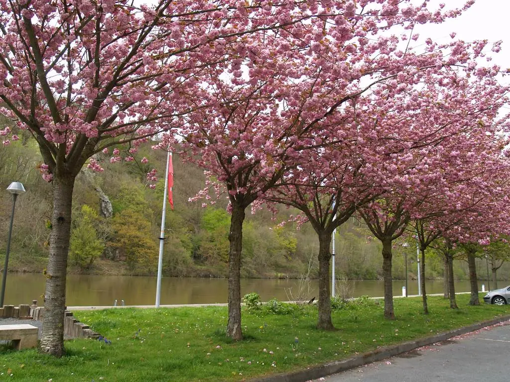 FUMAY, Ville Fleurie "2 Fleurs"