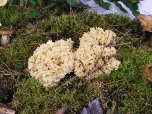 Journée Champignons