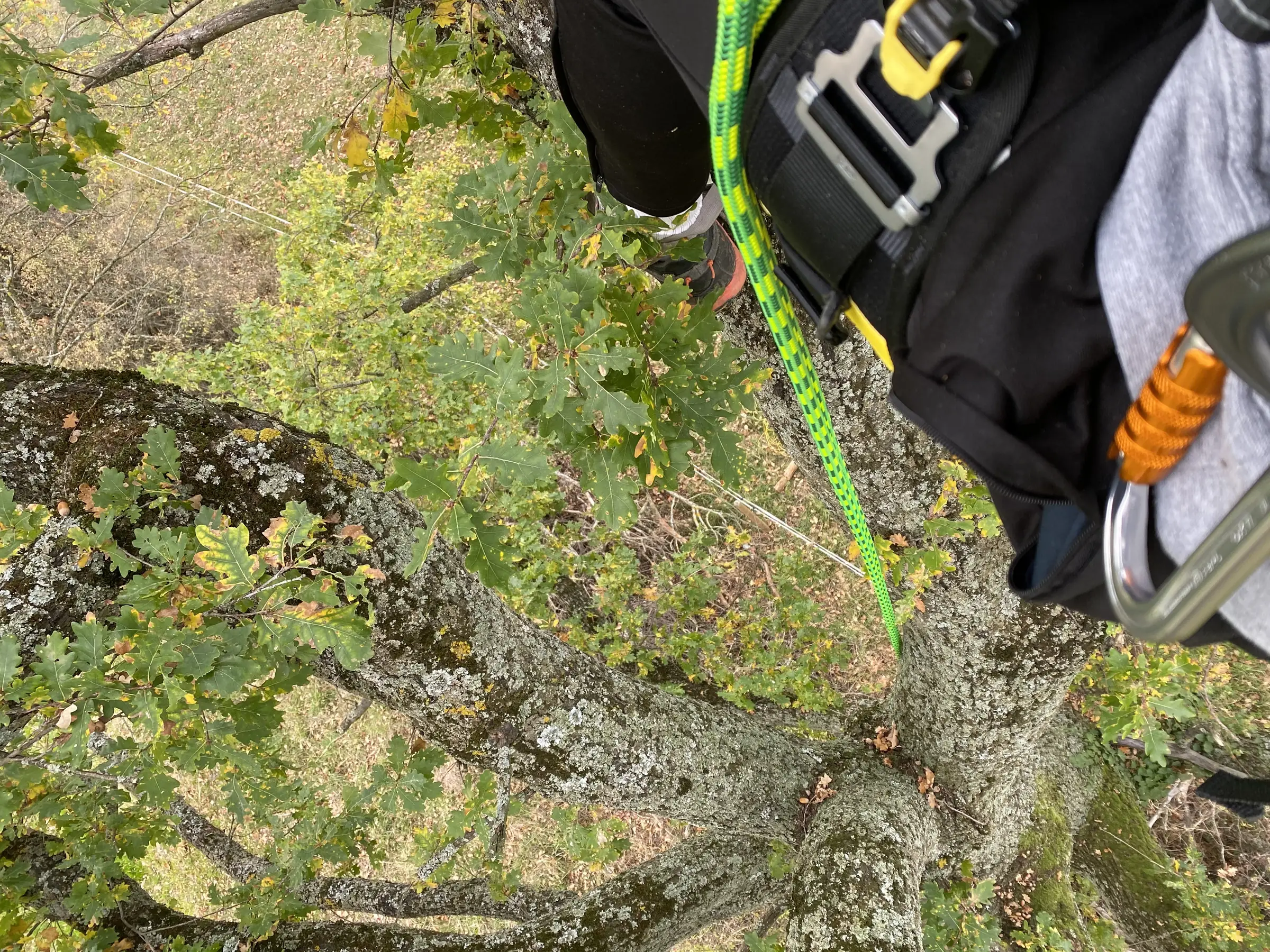 Stages à la journée "Devenir grimpeur d'arbres"