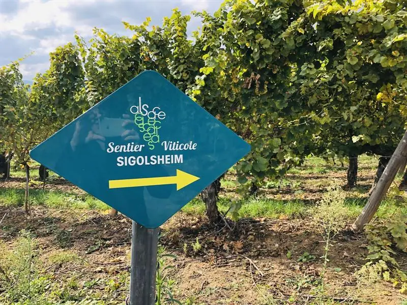 Sigolsheim