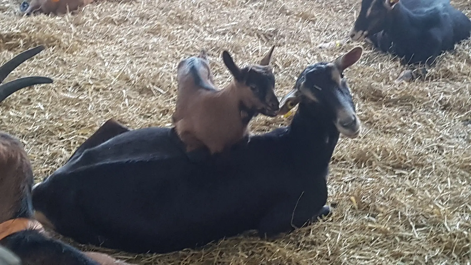 La Ferme de la Chevrière