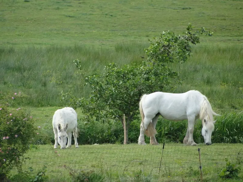 Ferme pédagogique de la Tournerie
