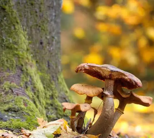 Allons aux champignons - Dimanche Nature