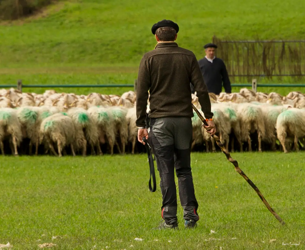 44ème Fête des Bergers - Finale du 44ème concours de chiens de bergers