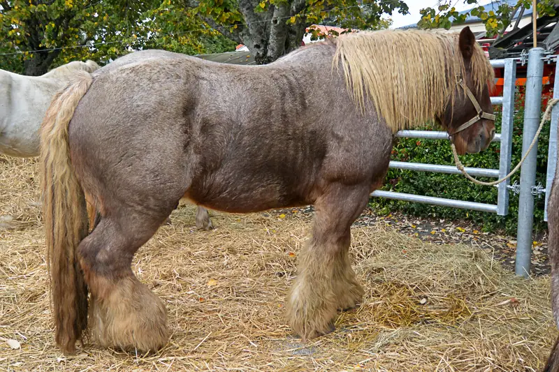 Comice agricole