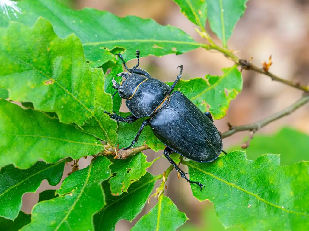 Les petites bêtes des prairies : Un safari miniature au cœur de la nature