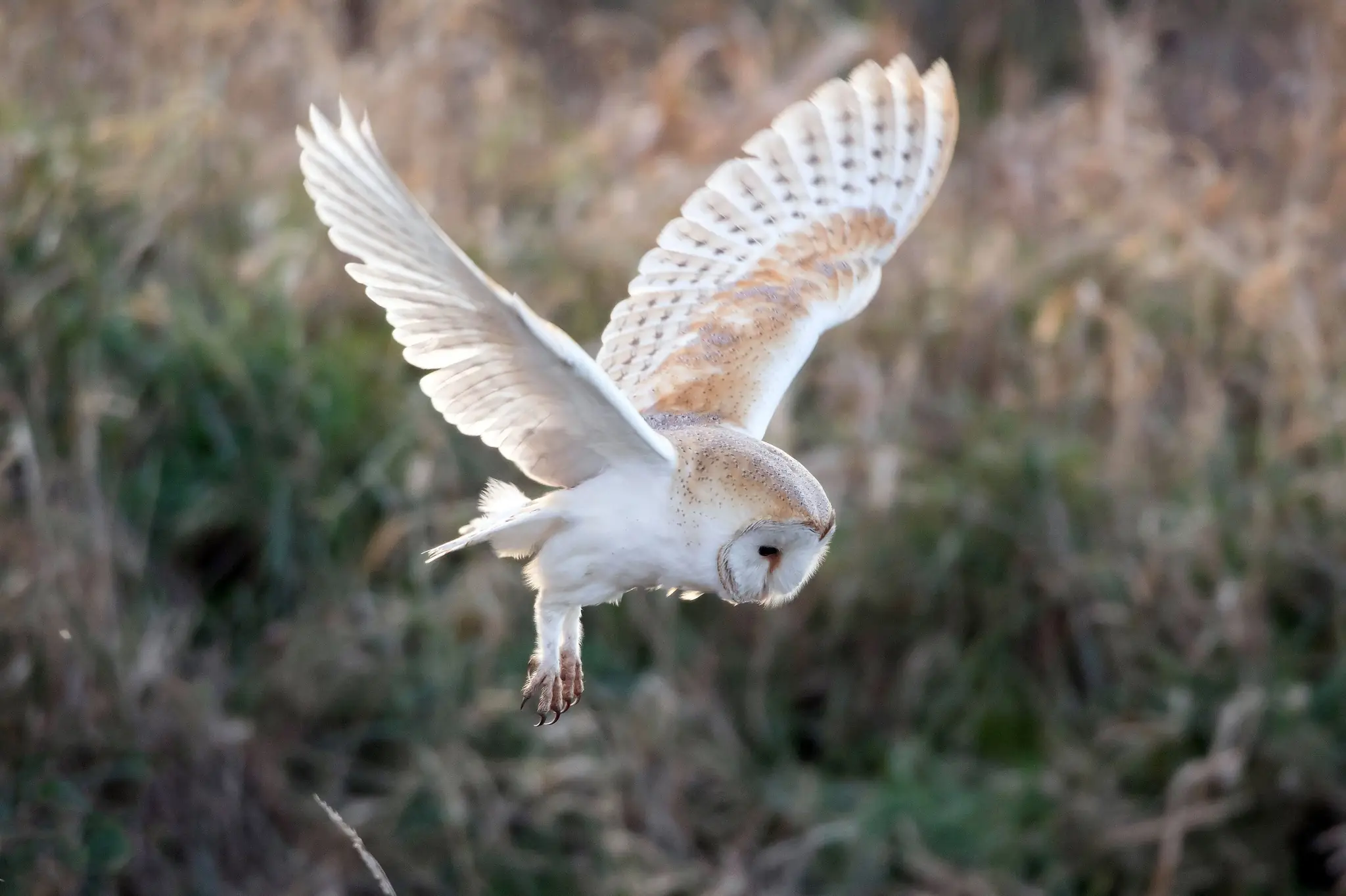 Comment aider la faune sauvage en détresse avec la LPO ?